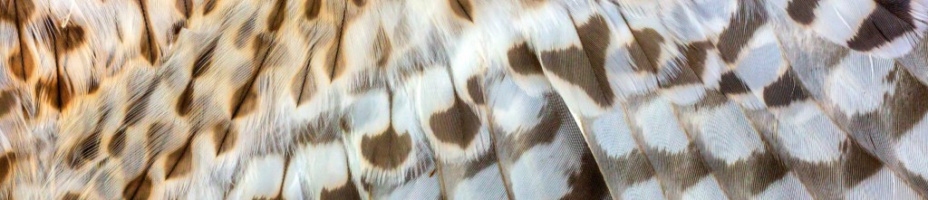 A close-up of hawk feathers