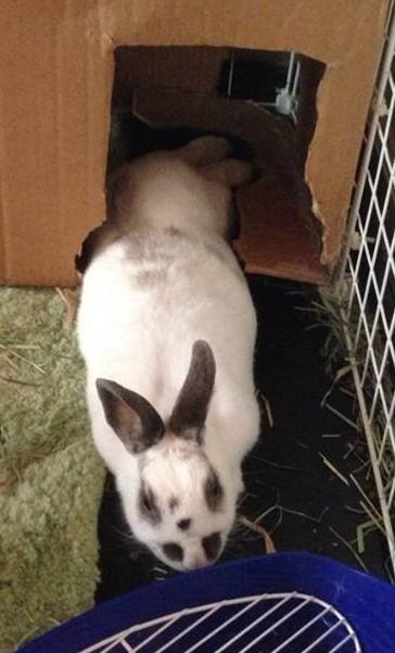 A photo of a cute rabbit